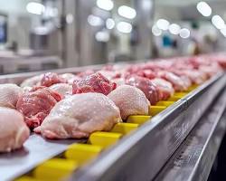 Chicken Photo 7